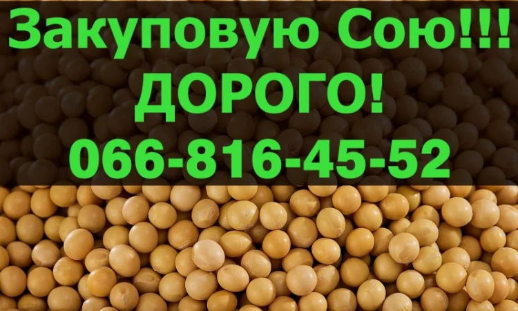 Купуємо сою! Висока ціна! Запрошуємо виробників до співпраці - фото № 1