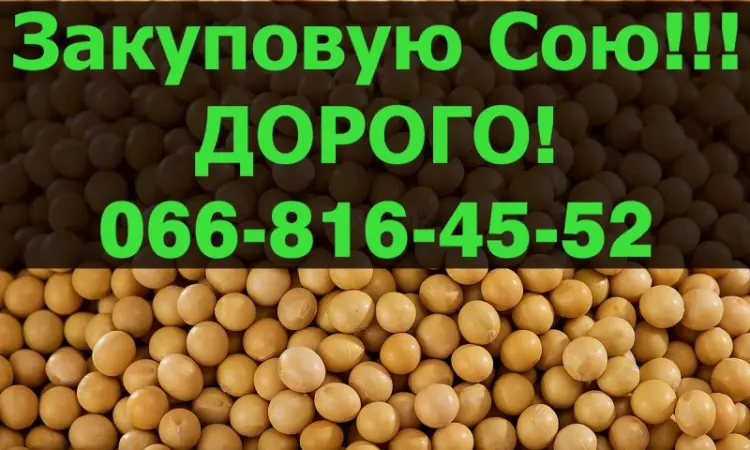 Покупаем СОЮ!Дорого!Приглашаем производителя к сотрудничеству - фото № 1