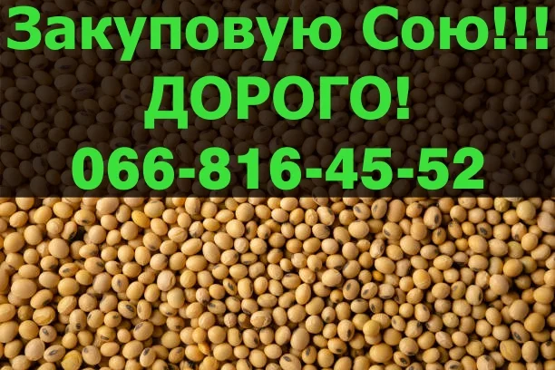 Постоянно покупаем сою! Большие контракты - фото № 1