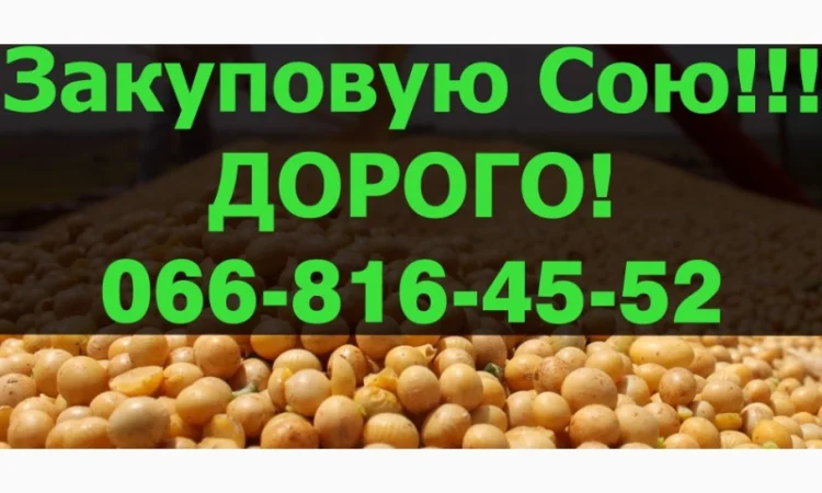 Закупівля сої в будь-якій кількості! Швидка оплата! - фото № 1