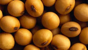 Соя Kofu (Кофу) SynAgri – раннеспелый сорт - фото № 1