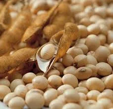 Елітні насіння сої СІВЕРКА 1 репродукція - фото № 1