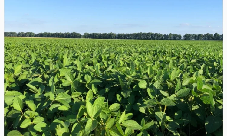 Соя PS0035 - фото № 1