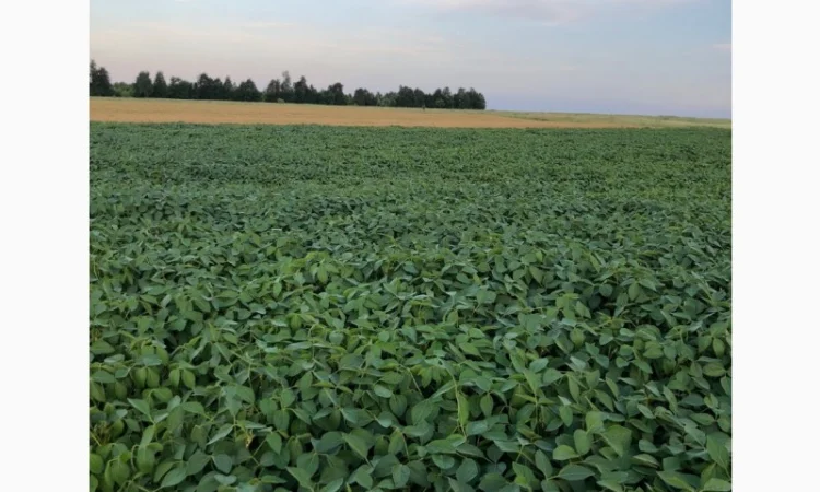 Соя PS0035 - фото № 2