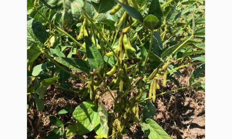 Новинка! Соя Махоні - фото № 1