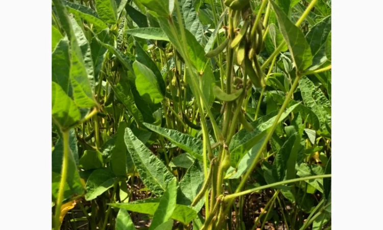 Новинка! Соя Махоні - фото № 2