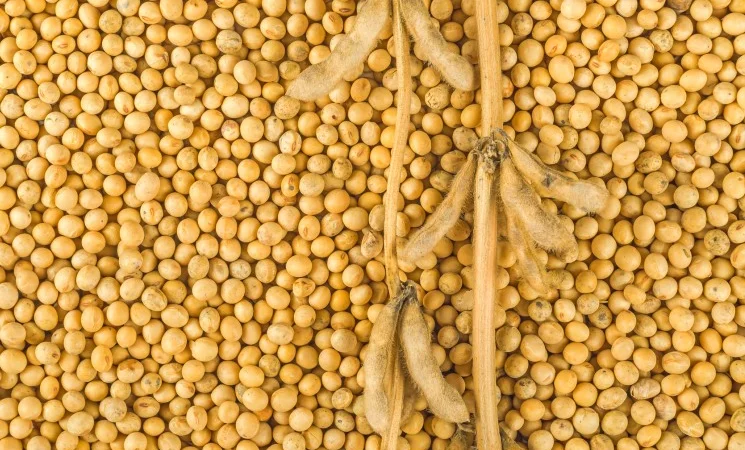 Купую соя не ГМО з місця - фото № 1