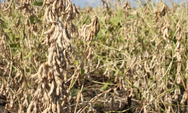 Купуємо сою (ГМО та не ГМО) в Рівному - фото № 1