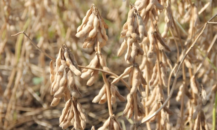 Закупаем сою (ГМО не ГМО) в Винницкой области - фото № 1