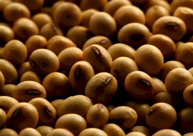 Соя урожаю 2025 року – 300 тонн у продажу - фото № 1