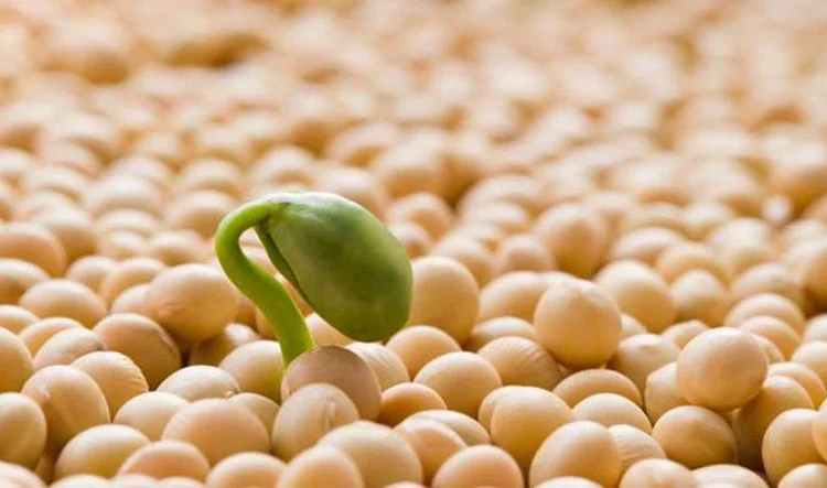 Куплю сою оптом с хозяйств - фото № 1