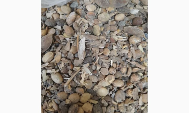 Підприємство Купує Половинки сої. Соєві відходи. Погнила, Осколки, Четвертинка, Пріла соя - фото № 2