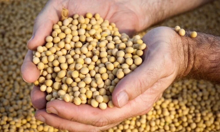 Придбаю сою оптом за вигідною ціною для переробки - фото № 1