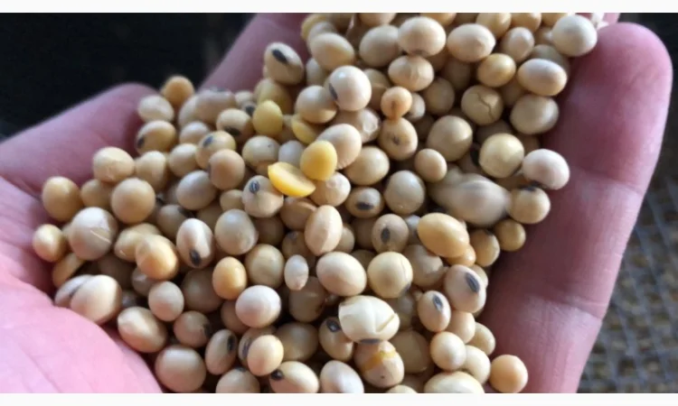 Купую сою опт з ПДВ - фото № 4