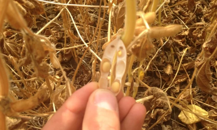 Купую сою опт з ПДВ - фото № 3