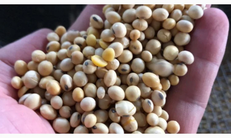 Купую сою оптом від 25 тонн - фото № 1