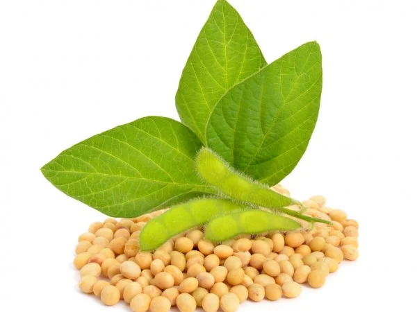 Закуповуємо сою великими та дрібними оптовими партіями - фото № 1