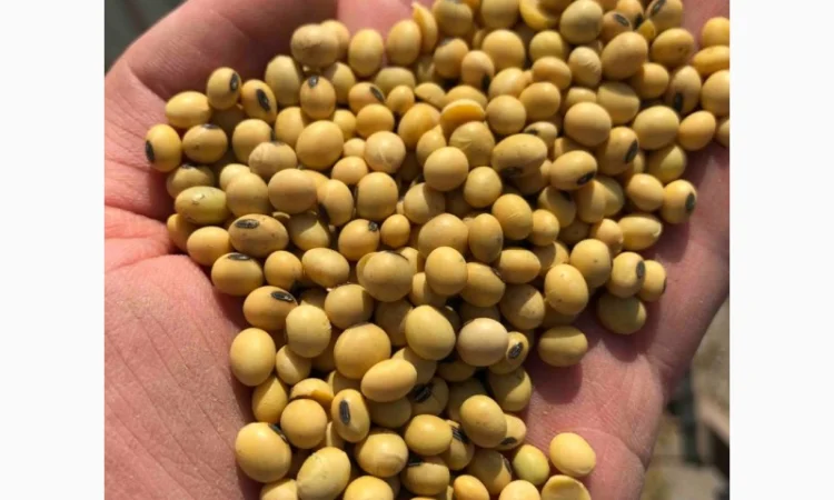 Закуповуємо сою великими та дрібними оптовими партіями - фото № 2