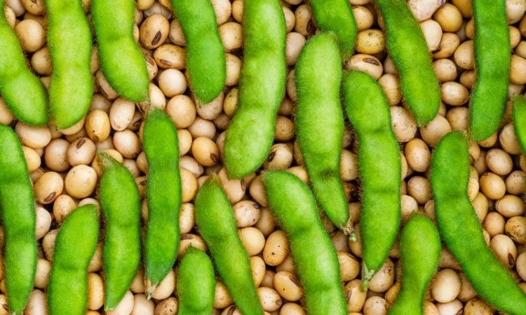 Закуповуємо сою (виробник) - фото № 1