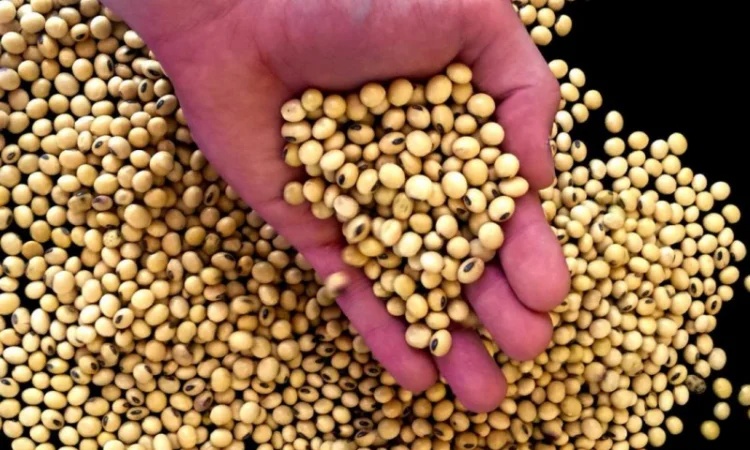 Пропонується соя від виробників та постачальників від 20 тонн - фото № 1
