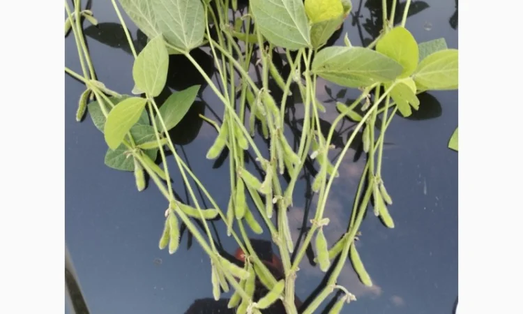 Насіння сої ГМО Олдхем – продаж - фото № 2