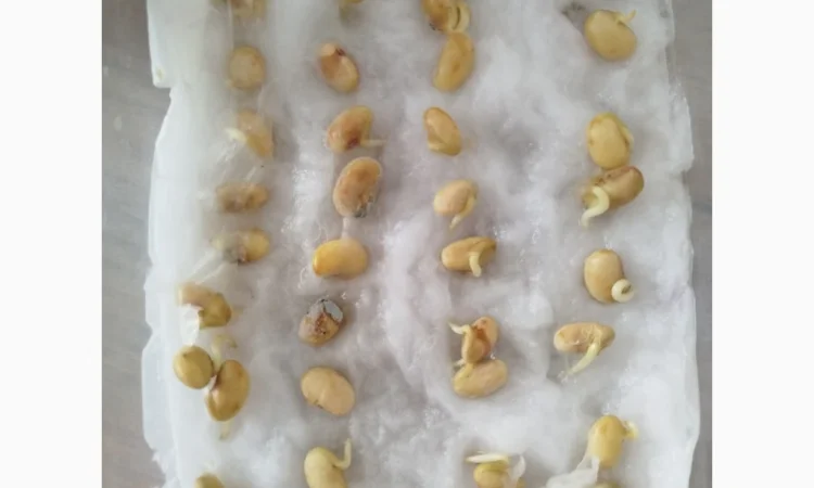 Насіння сої ГМО Олдхем – продаж - фото № 7