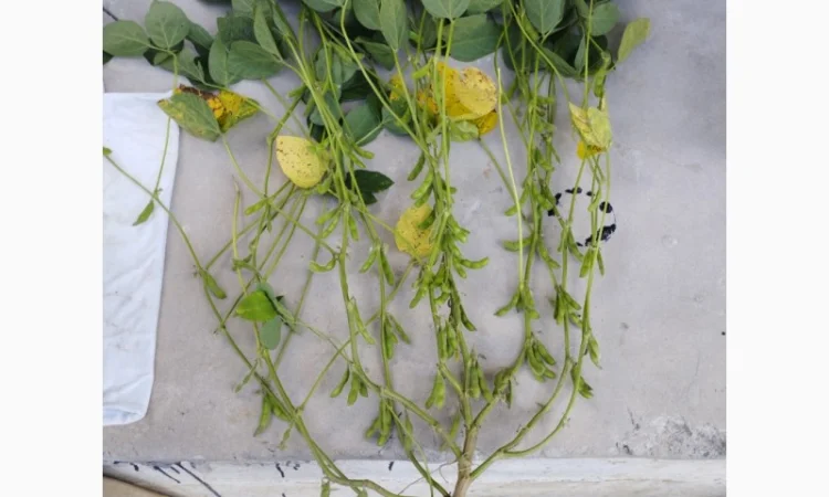 Насіння сої ГМО Олдхем – продаж - фото № 3