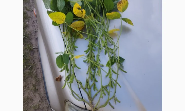 Насіння сої ГМО Олдхем – продаж - фото № 1