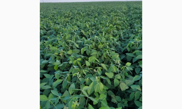 Насіння сої ГМО Олдхем – продаж - фото № 4