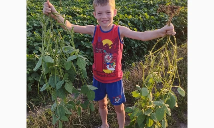 Насіння сої ГМО Олдхем – продаж - фото № 5