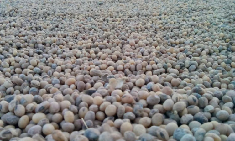 Закупаем сою постоянно самовывоз расчет на весах. НЕКОНДИЦИЯ - фото № 5