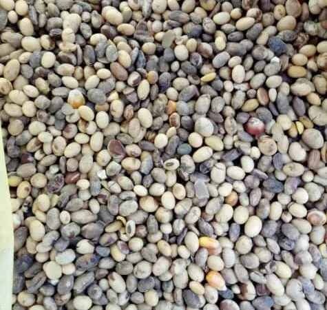 Закупаем сою постоянно самовывоз расчет на весах. НЕКОНДИЦИЯ - фото № 6