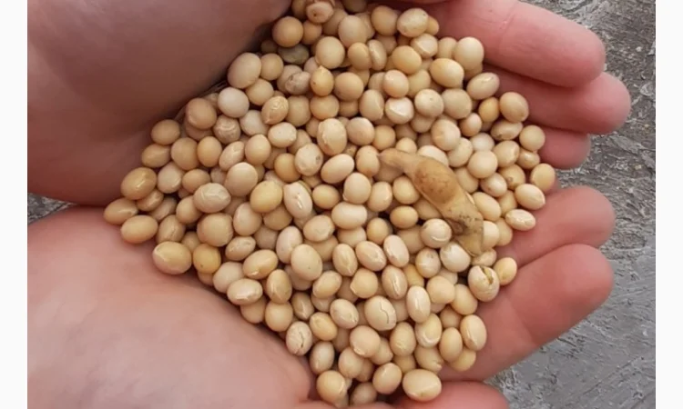 Куплю сою половинки четветинки за нал и бн вывоз с поля расчет на весах - фото № 1