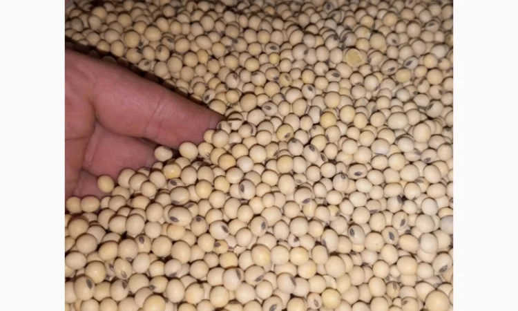 Продам Посівний Матеріал Сої (під Раундап) - фото № 1