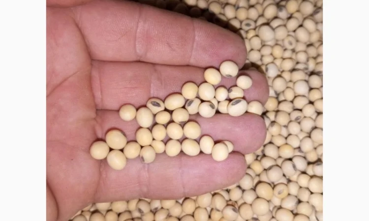 Продам Посівний Матеріал Сої (під Раундап) - фото № 2