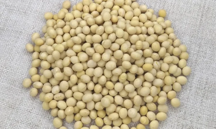 Насіння сої Арніка, первая репродукция (ультраскоростиглая, без ГМО) - фото № 1