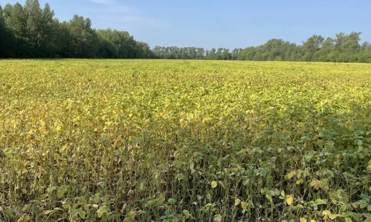 Насіння сої Арніка, первая репродукция (ультраскоростиглая, без ГМО) - фото № 3