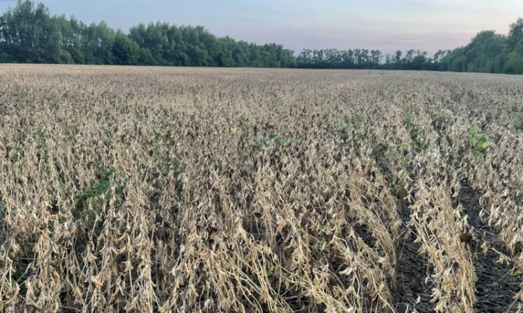 Насіння сої Арніка, первая репродукция (ультраскоростиглая, без ГМО) - фото № 4