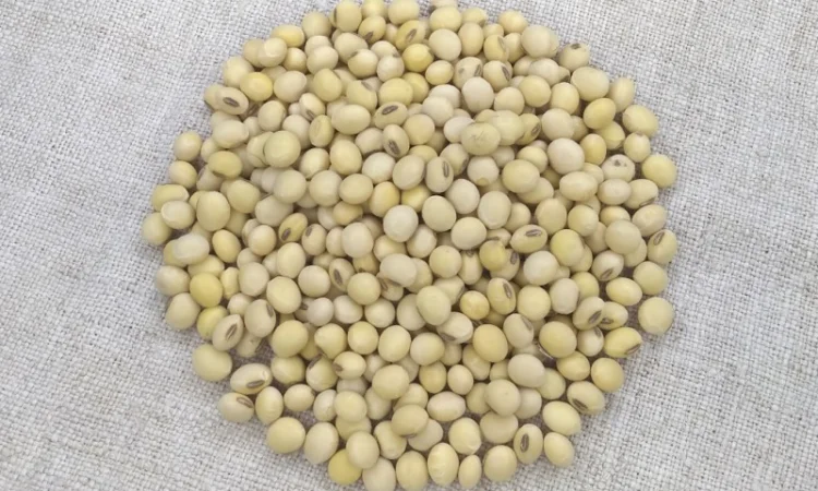 Насіння сої Муза, первая репродукция (без ГМО) - фото № 1
