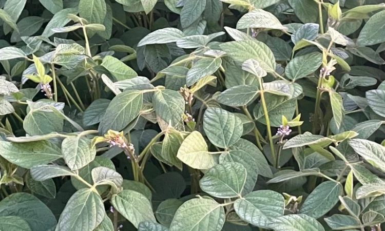 Насіння сої Муза, первая репродукция (без ГМО) - фото № 2