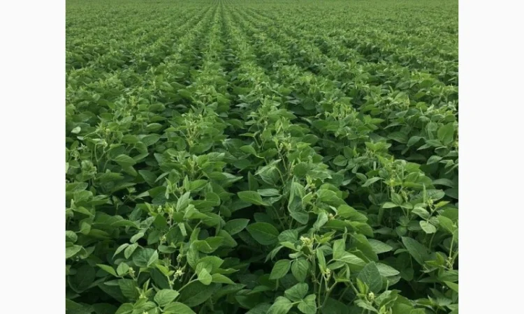 Насіння сої Арніка - посівний матеріал - фото № 1