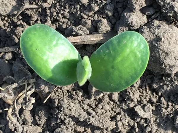 Насіння сої Арніка - посівний матеріал - фото № 2