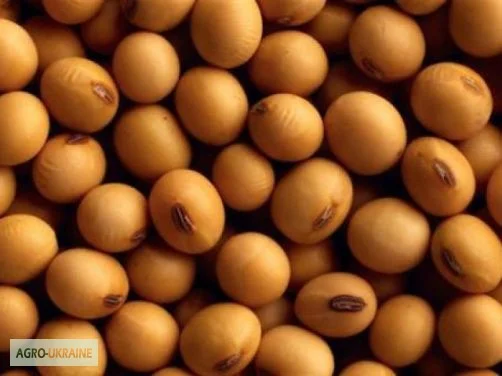 Купую сою та відходи половинки з самовивозом - фото № 1