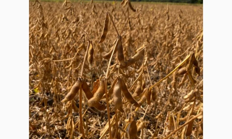 Соя Хайстар 2рр під раундап - фото № 1