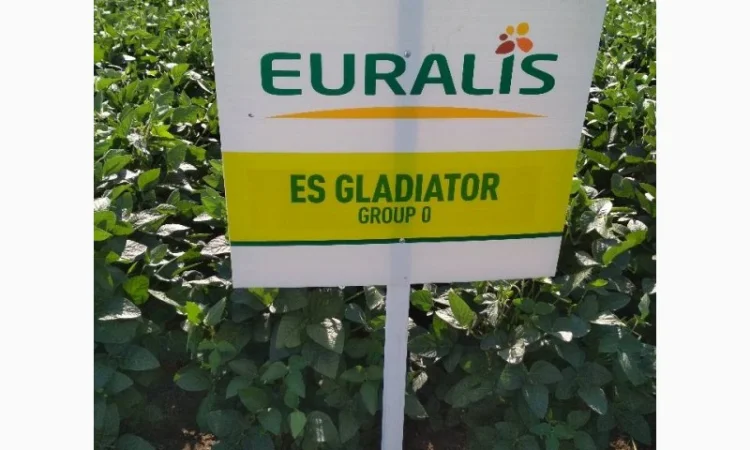 Насіння сої. соя ультра, максус - фото № 1