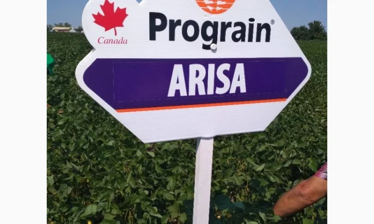 Насіння сої. соя ультра, максус - фото № 2