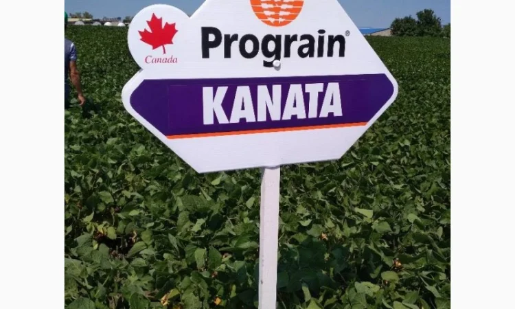 Насіння сої. соя ультра, максус - фото № 3