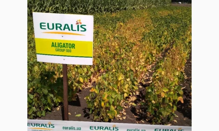 Насіння сої. соя ультра, максус - фото № 4