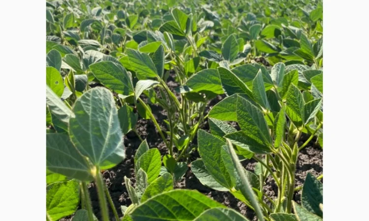 Соя Канзас 90днів під раундап - фото № 1