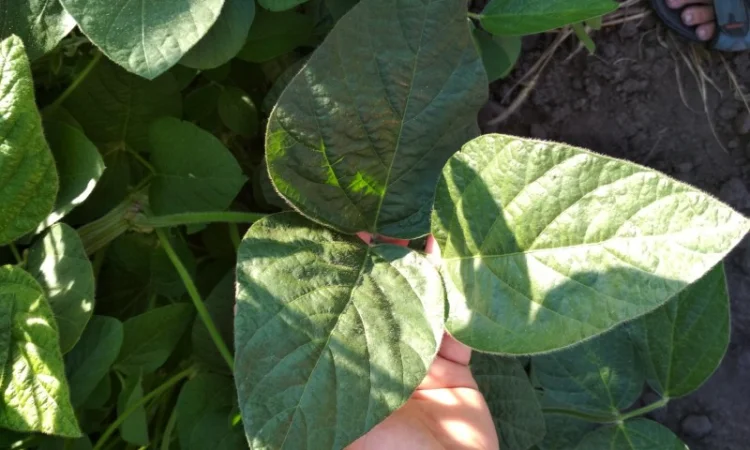 Соя Хайстар Histar RR США 105днів - фото № 1